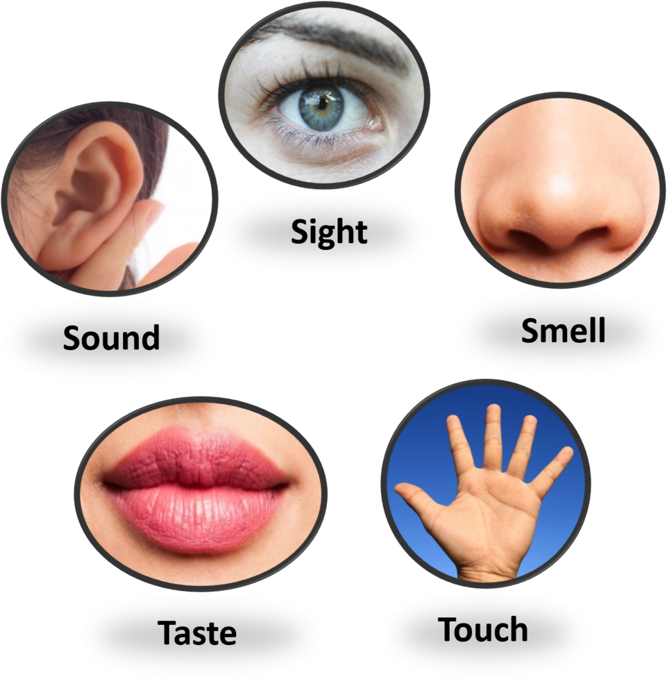 Perception (1000x994), Png Download