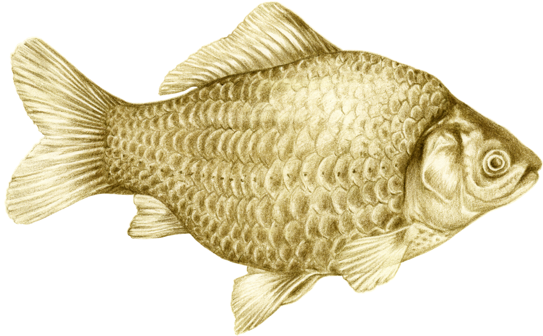 Fish Illustration, Colored Pencil Illustration - Goldfish (1200x822), Png Download