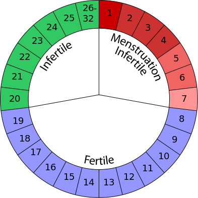 The Arizona Fertility, Ovulation, And Pregnancy Calendar - Ovulation Period (393x393), Png Download