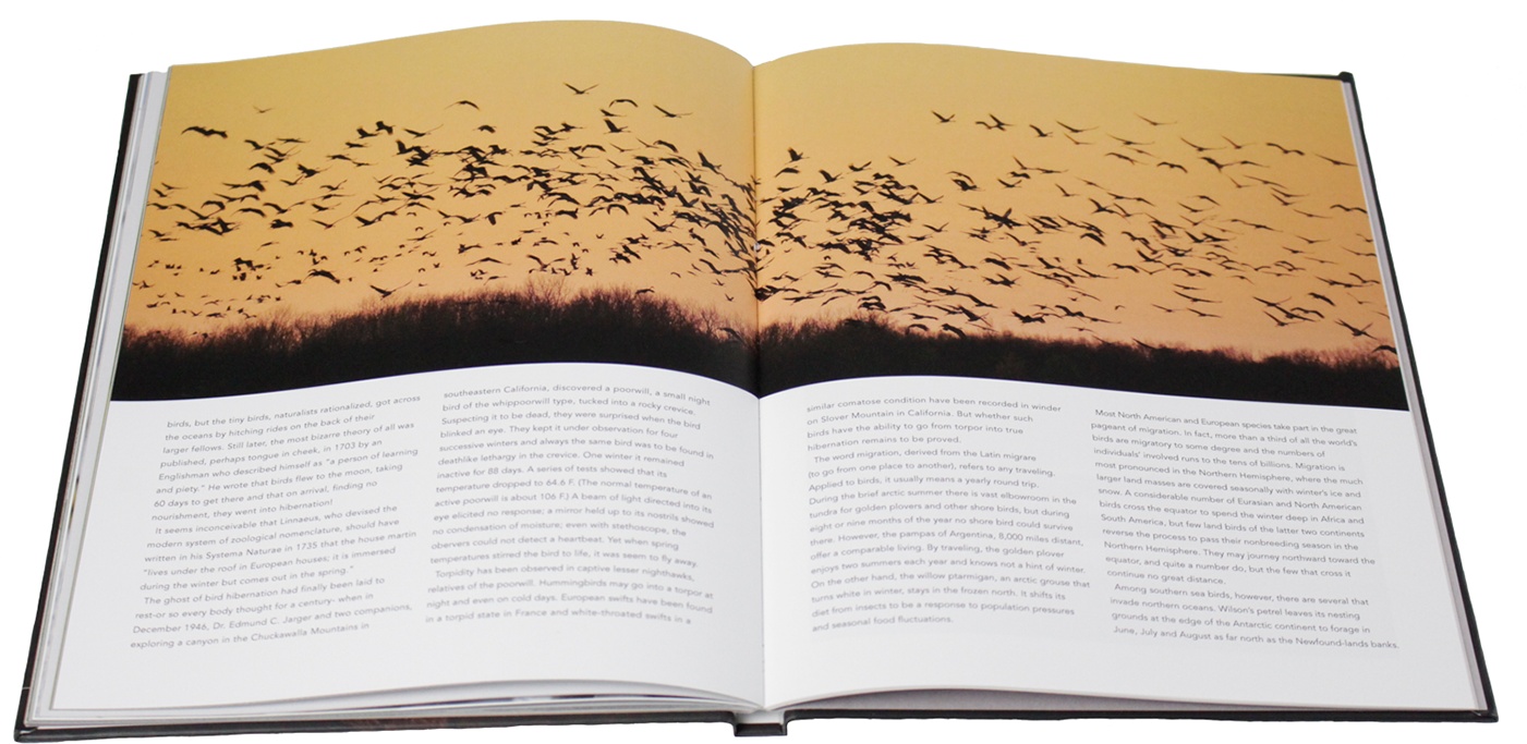 With Heavy Imagery Using The Original As A Model But - Flock (1400x710), Png Download