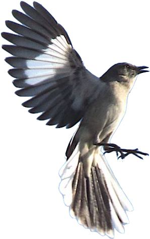 When The Dead Buries The Dead - Mockingbird Dead (470x479), Png Download