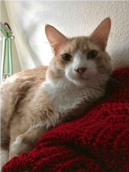 Cat Laying Down At Pet Samaritan Clinic - Pet Samaritan Clinic (1000x594), Png Download