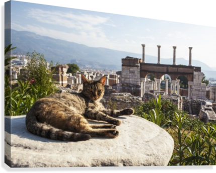 A Cat Lays In The Sun On A Rock At The Ruins Of Saint - Printscapes Wall Art: 36" X 24" Canvas Print With Black (429x344), Png Download