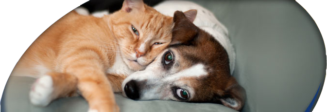 Veterinarians In New York - Gulf Coast Humane Society Cats (673x230), Png Download