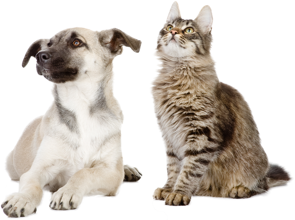 Follow Us On Facebook To Keep Up To Date With Our Latest - Pet (1000x729), Png Download