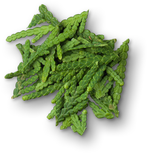 Cypress - Golden Samphire (614x614), Png Download