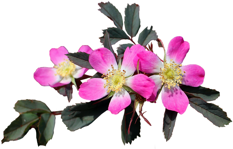 Imagenes Flore Png Hd Para Compartir Con Tus Amigos - Flores Png (960x640), Png Download