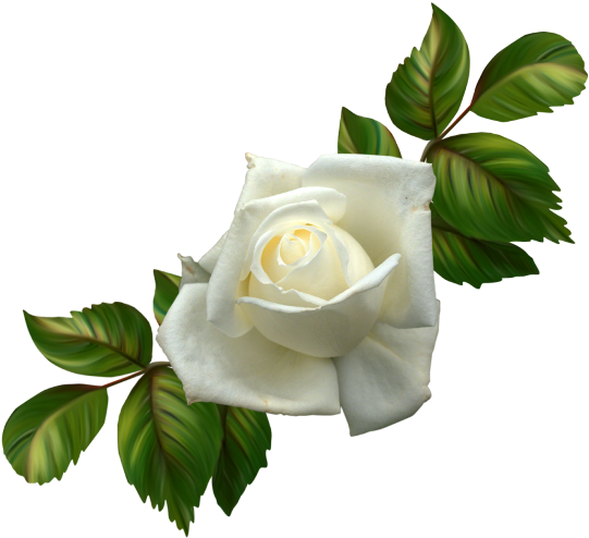 Rosa Blanca Png - Gif Hermosos De Te Amo Mi Amor (550x515), Png Download