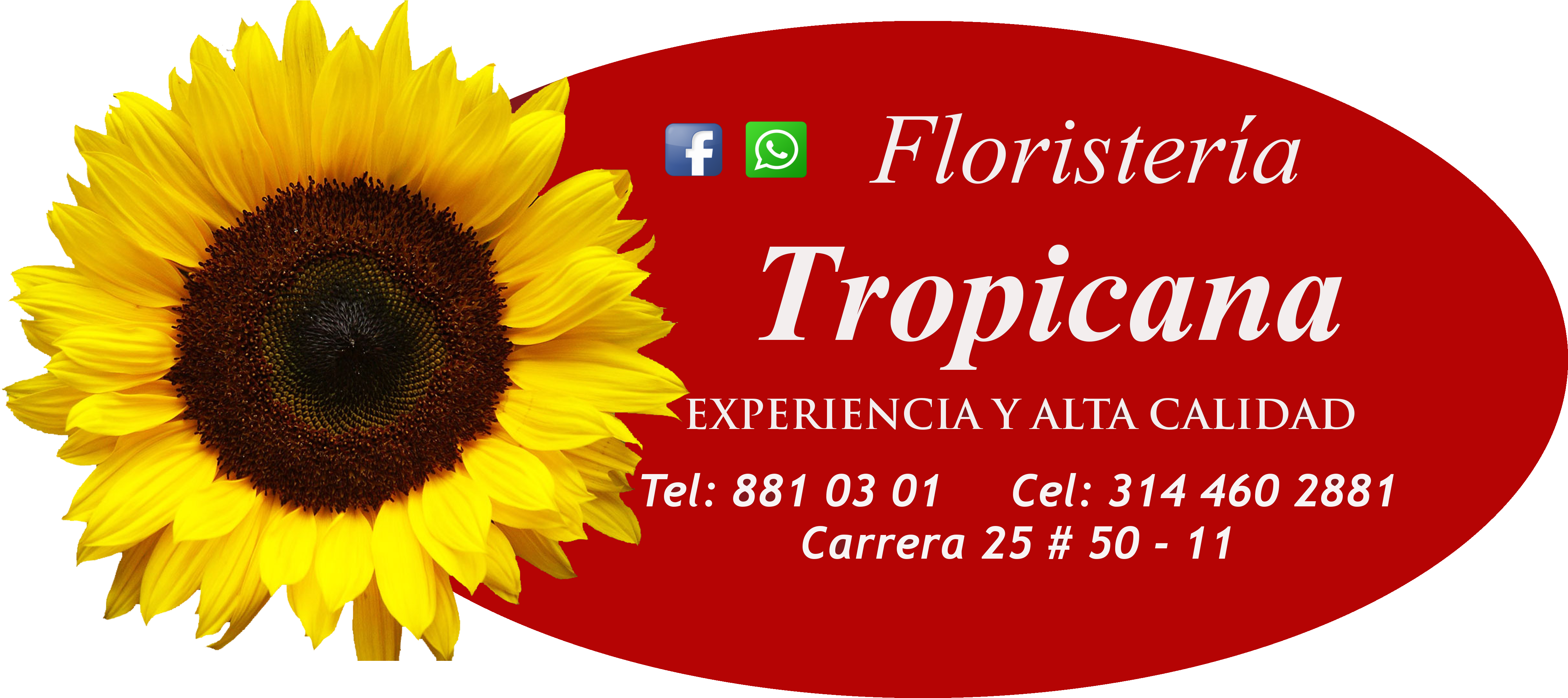 Diseño En Espiral, 24 Rosas Rojas, 12 Rosas Blancas, - Clipart Sunflower Png (4760x2176), Png Download