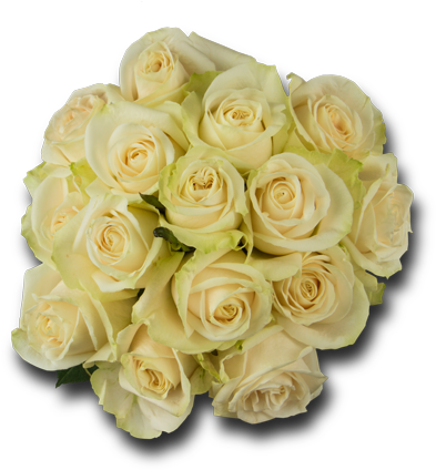 Whites - Garden Roses (600x423), Png Download