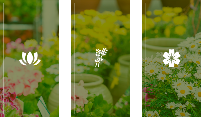 Florería Rayito De Sol Iconos - African Daisy (707x429), Png Download