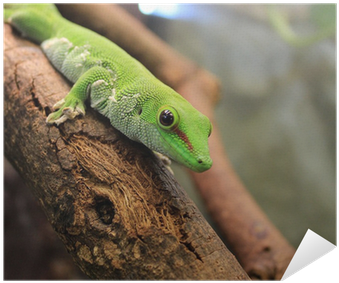 Gecko (400x400), Png Download