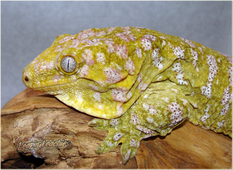 Leachie Gecko, Crested Gecko, Vivarium, Chameleons, - New Caledonia Giant Gecko (900x648), Png Download