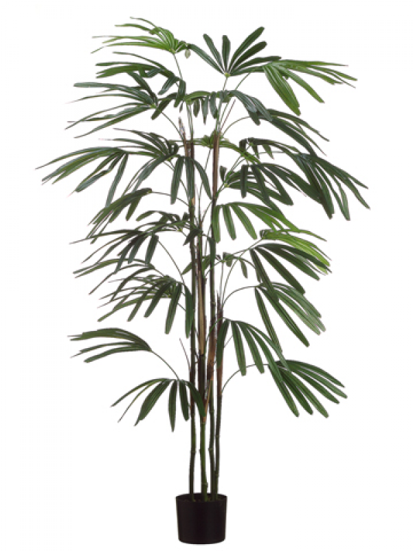 5' Rhapis Palm Tree X5 W/222 Leaves In Black Plastic - Silk Decor 5' Rhapis Palm Tree X5 W/222 Leaves In Black (800x800), Png Download