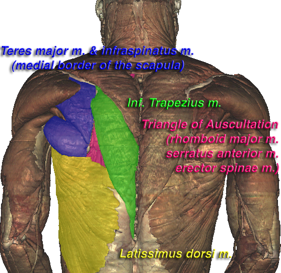 Triangle Of Auscultation (558x541), Png Download