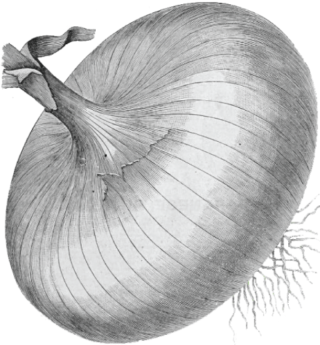 Red Onion (500x500), Png Download