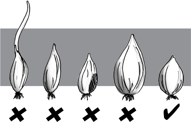 From - Grow White Onion (779x515), Png Download