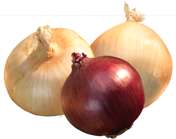 Onions - Onion (600x480), Png Download