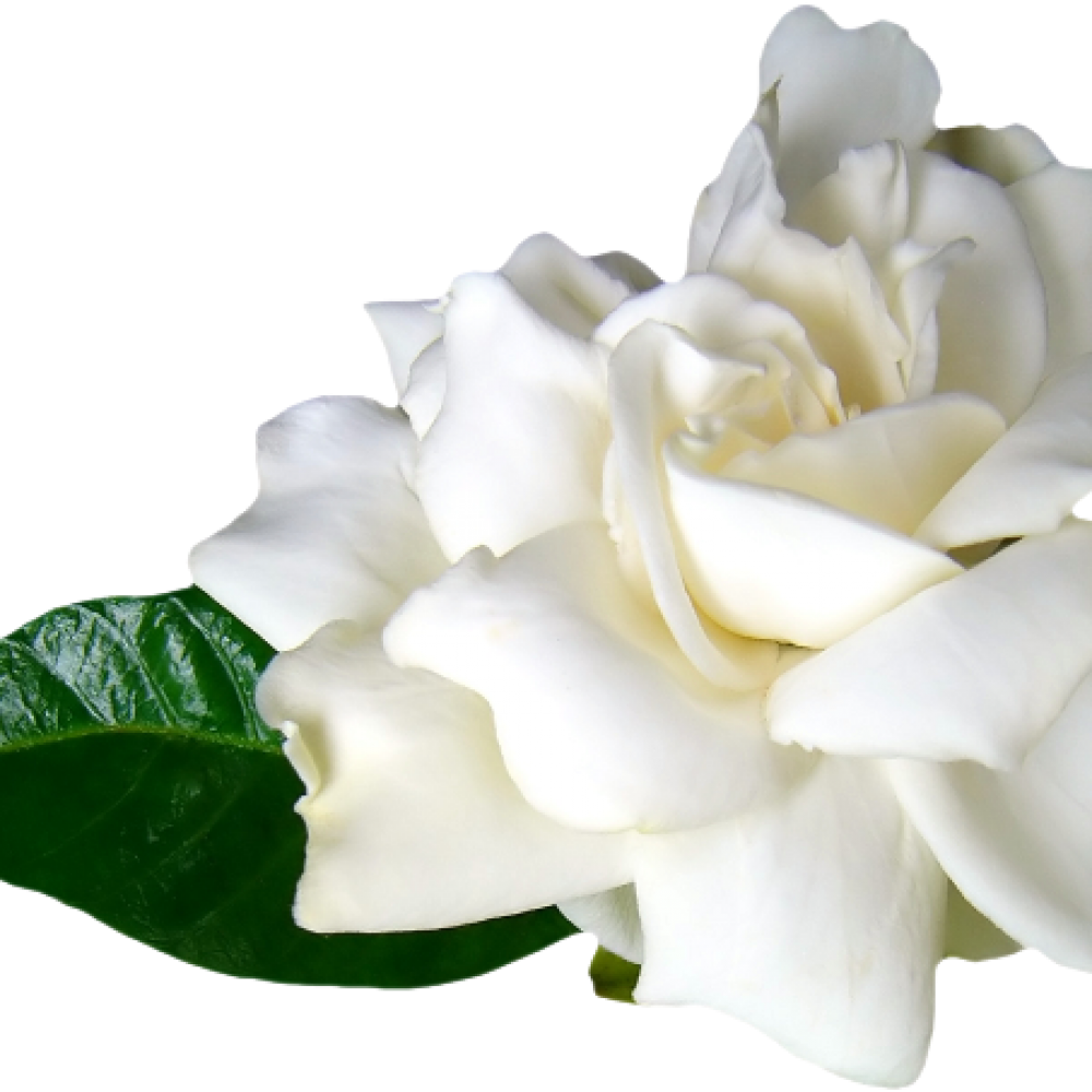 Flores Blancas Png (1000x1000), Png Download