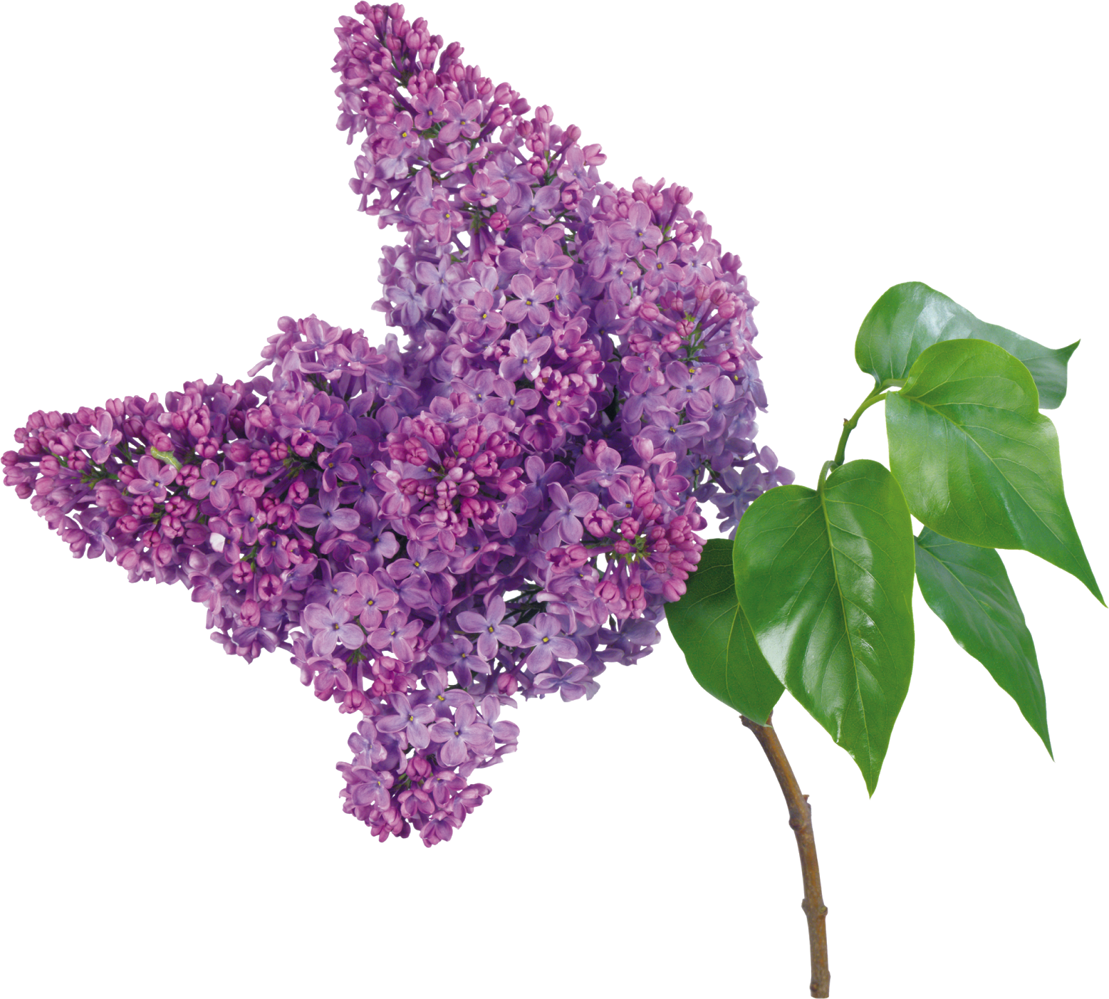 Lilacs Png (1600x1441), Png Download