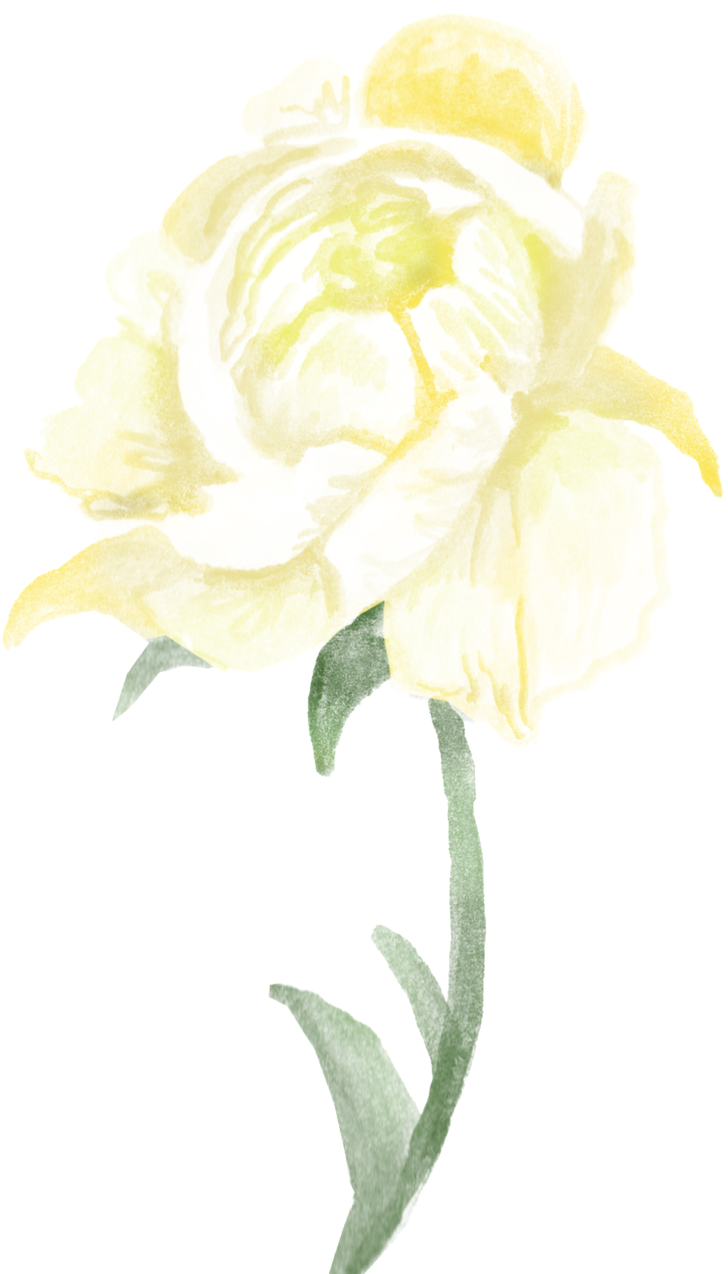 Transparente Png Ornamental Para Ramas De Flores Blancas - Garden Roses (1024x1792), Png Download