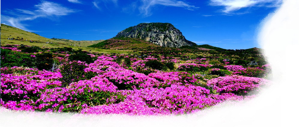 Jeju Island (996x423), Png Download