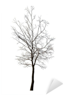 Canvas Print (400x400), Png Download