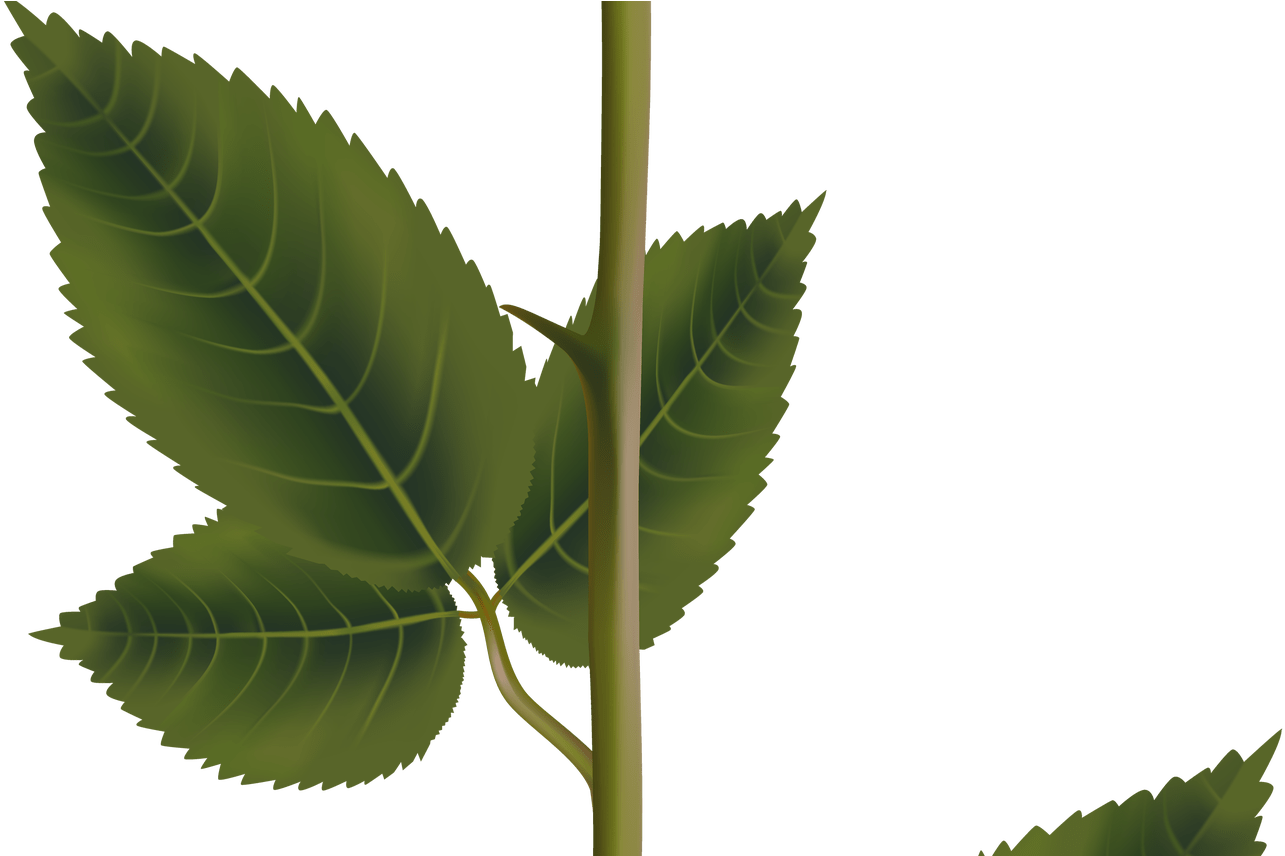 Pink Rose With Stem Png Transparent Clip Art Image - Clip Art (1368x855), Png Download