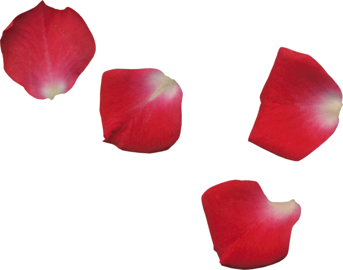 Scrap De Pétalos De Flores - Red Rose Leaf Png (700x551), Png Download