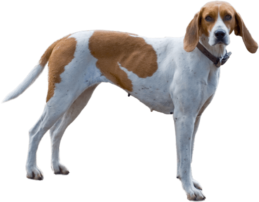 Appearance Of English Foxhound - English Foxhound Dog (567x489), Png Download