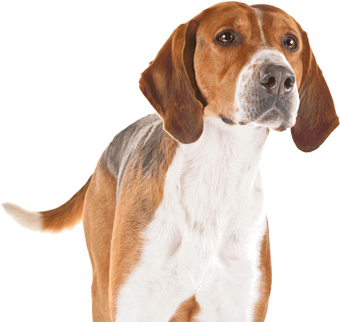 A English Foxhound - Caes De Caça Png (1170x780), Png Download