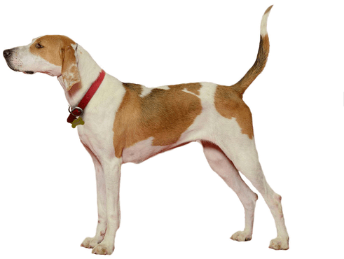 Looking For A Foxhound Puppy Or Dog In Nova Scotia - New York City (530x370), Png Download