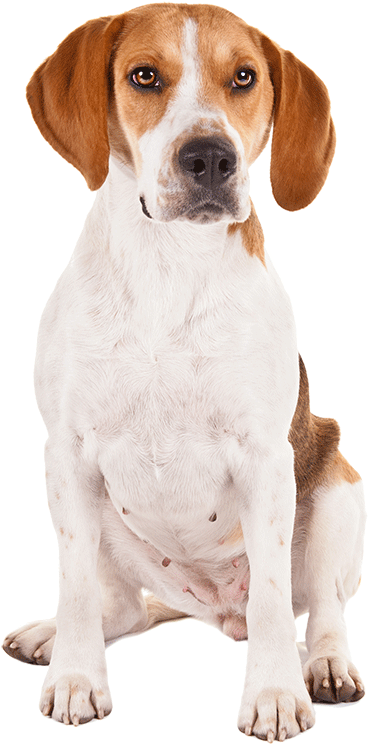 A Harrier - Dog (1170x780), Png Download