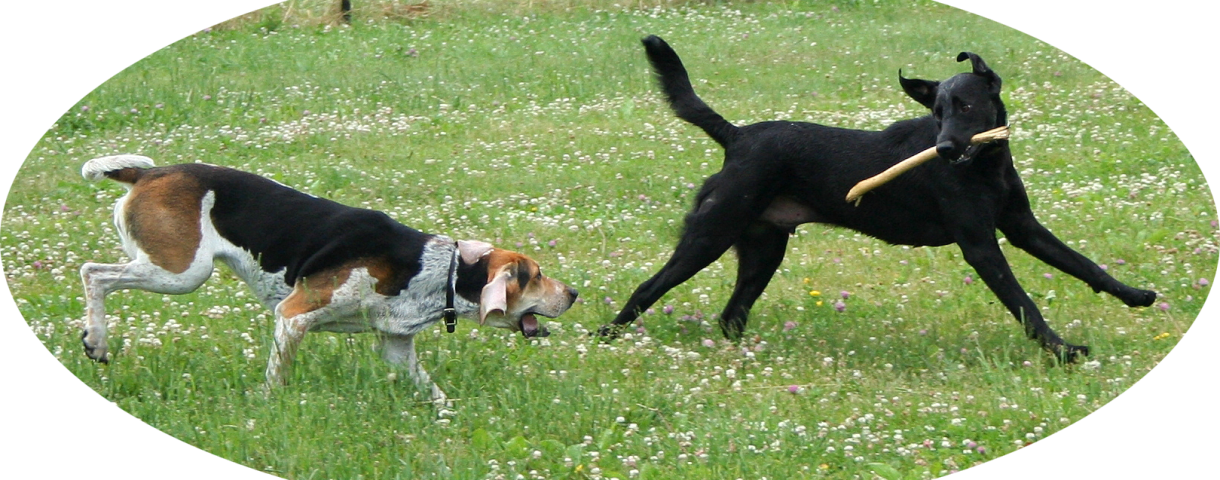 Parent Directory - American Labrador Retriever (1220x480), Png Download