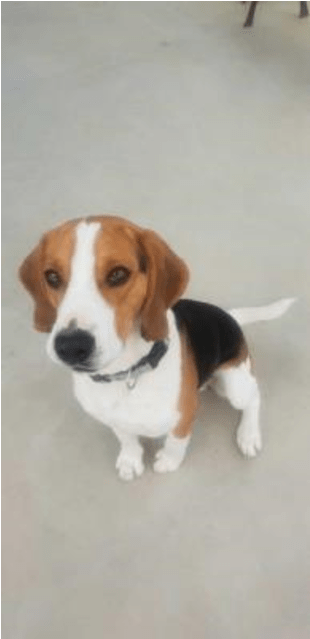 Photo Of Rocco - Beagle-harrier (638x638), Png Download