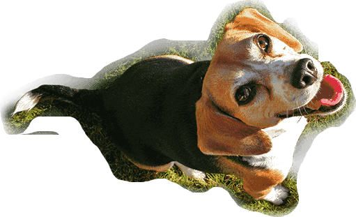 Dog Center - Hamiltonstövare (511x311), Png Download