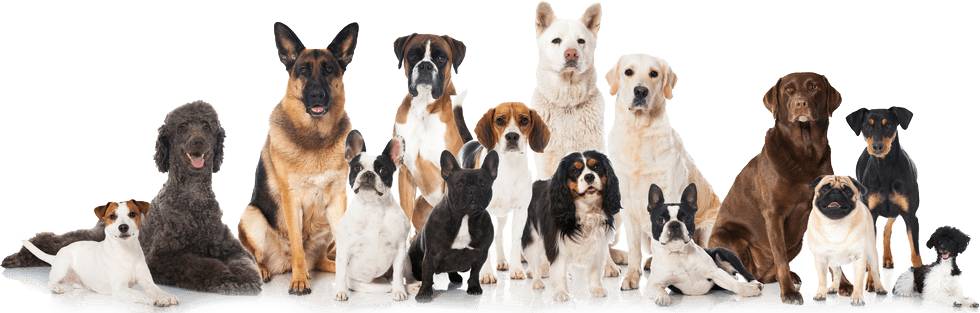Kindness Animal Hospital - Dog A Lot (980x313), Png Download