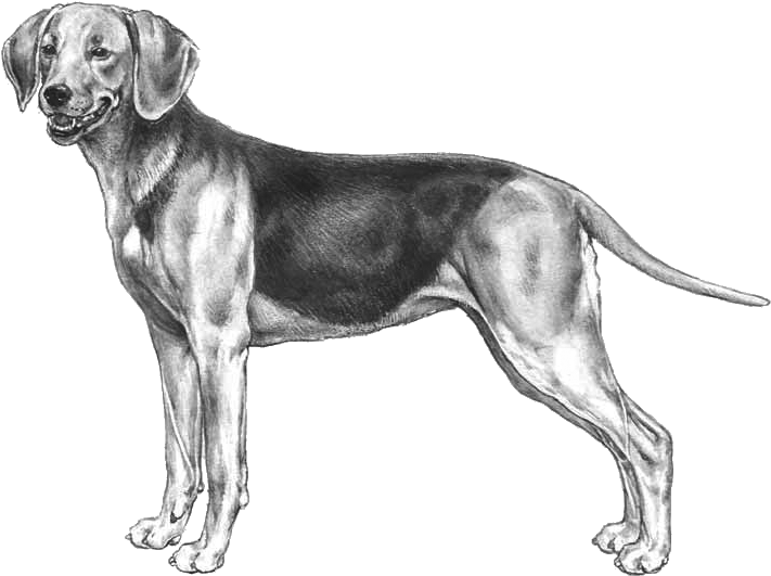 Schiller Hound (800x800), Png Download