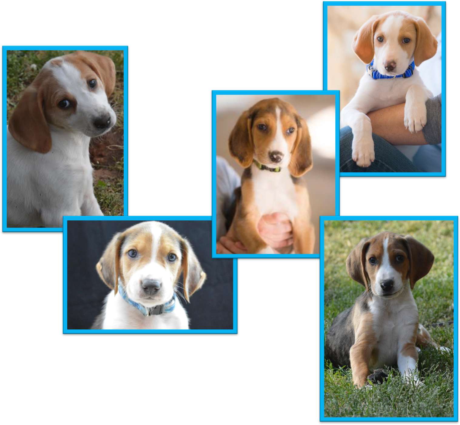 June 4, Adoption Fair - Beagle (1525x1408), Png Download