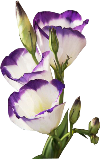 Explore Light Texture, Cover Pics And More - Lisianthus (350x543), Png Download