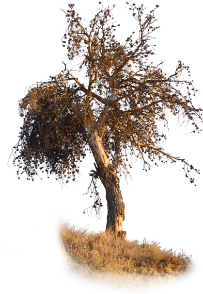 Png,pine,dry,pine Dry,brown,dry Branches,dried Leaves - Seco Png (500x625), Png Download