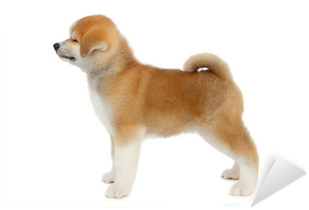 Pat Dog, Young Akita Inu Puppy Dog At White Background - Dog (400x400), Png Download