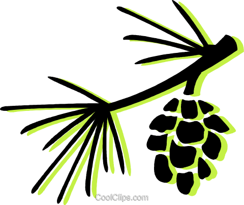 Pine Leaves And Pinecone (480x403), Png Download