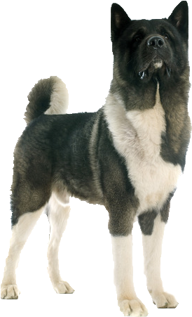 Beds, Collars And Accessories - Akita Transparent (373x537), Png Download