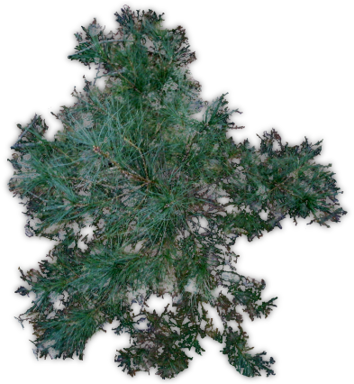 Pine Jhd-c - Terrain (405x425), Png Download