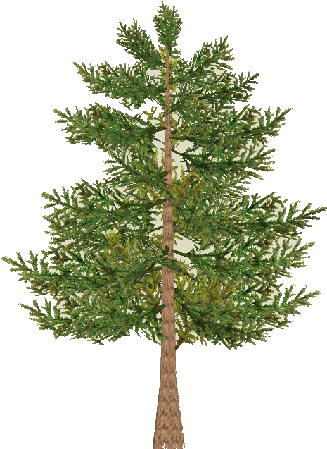 Pine Tree Branch Png Download - Red Pine (712x712), Png Download