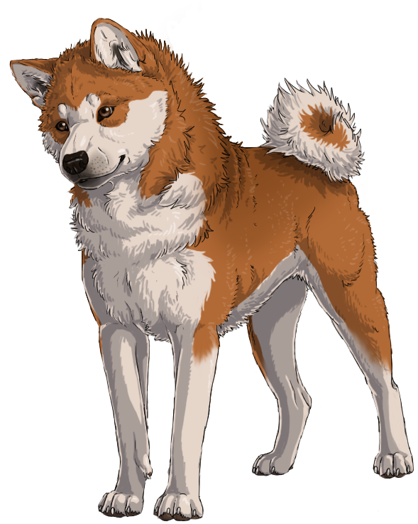 Commission - Japanese Akita - Fur (676x758), Png Download