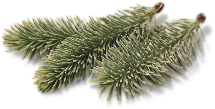 Book A Tour - Two Needle Pinyon Pine (718x363), Png Download