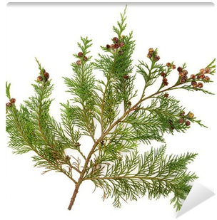 Sedir Yaprağı (400x400), Png Download