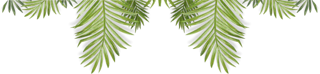 All Year Round Al Fresco Fun - Attalea Speciosa (1026x239), Png Download